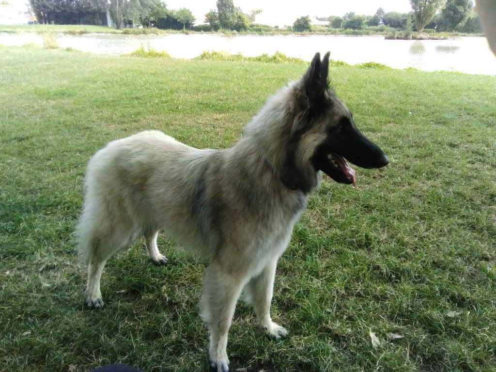 Des Colonnes De Notre Dame - SAVOIE Chien Visiteur