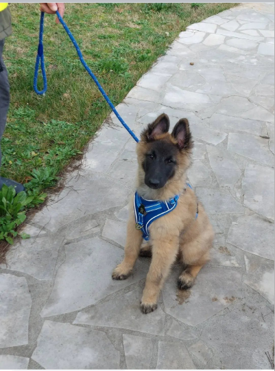 A'ZAK Des Colonnes De Notre Dame