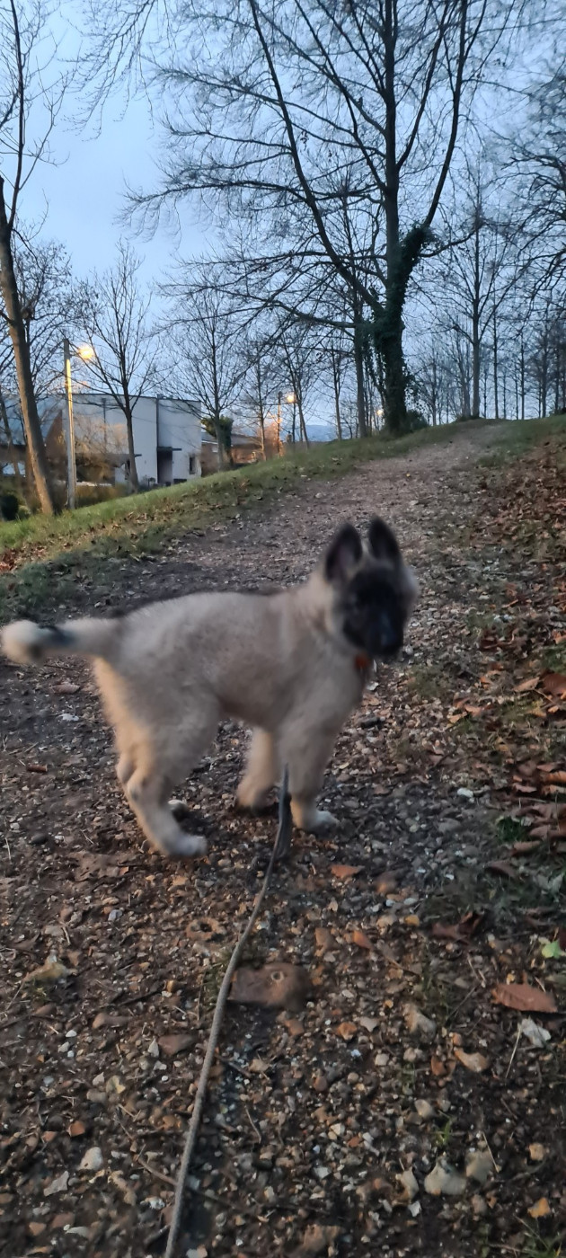 ALTO Des Colonnes De Notre Dame