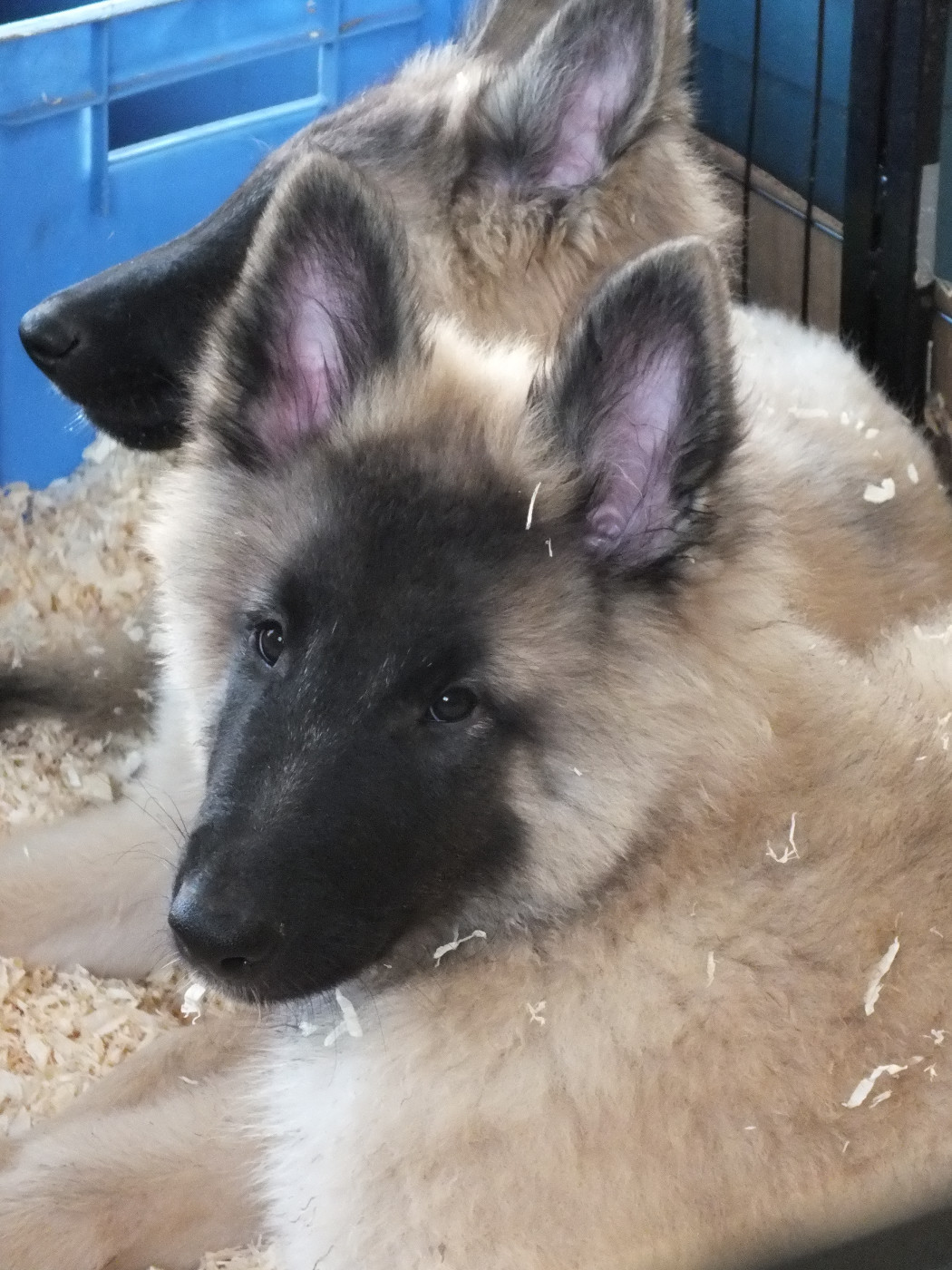 ARGOS Des Colonnes De Notre Dame