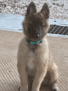 ARES Des Colonnes De Notre Dame
