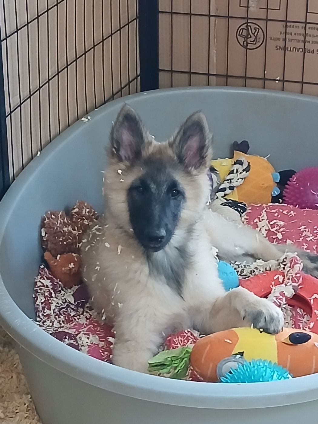 ANNESCI Des Colonnes De Notre Dame