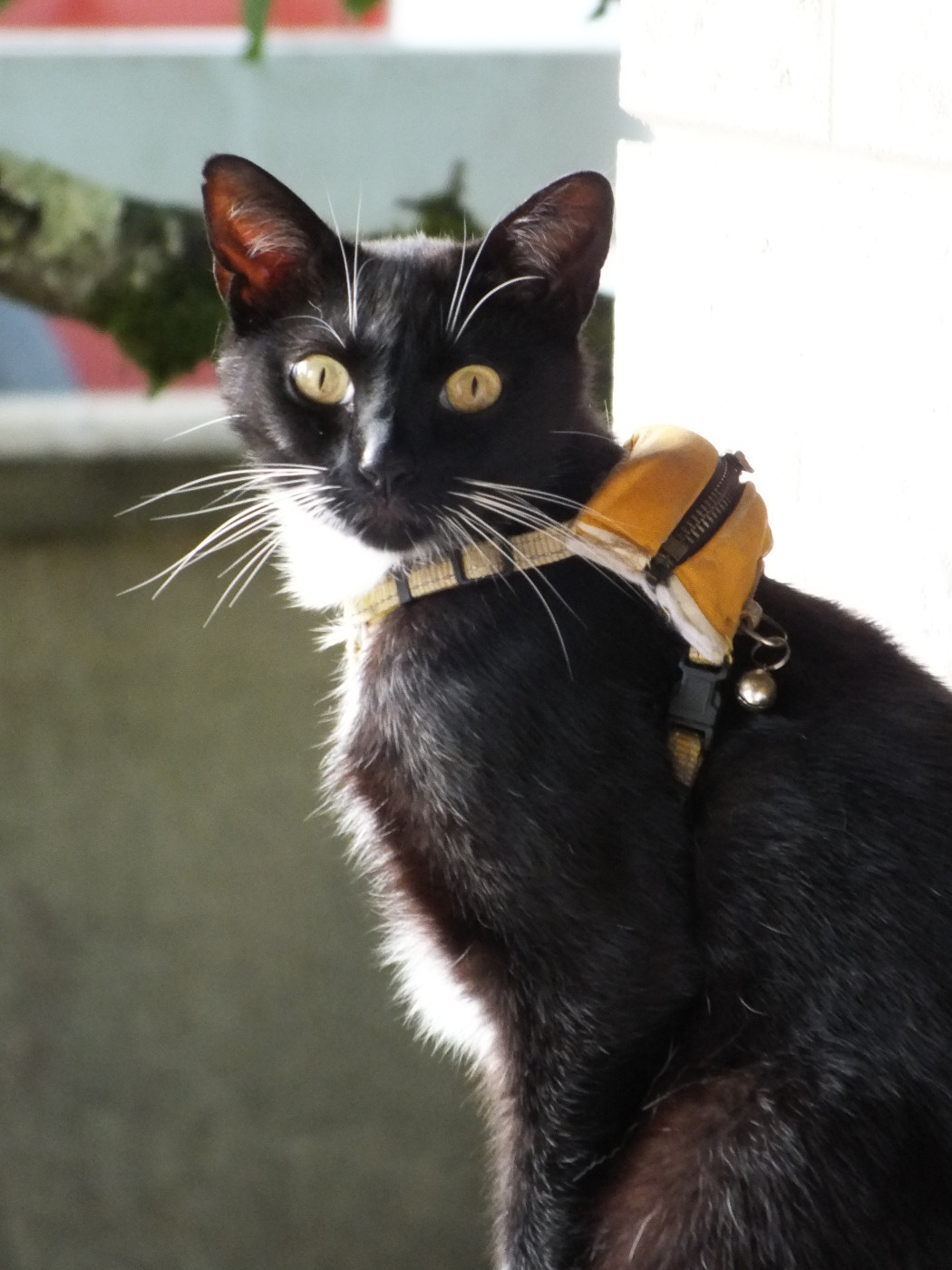 SOKAR LE CHAT S'EN EST ALLÉ