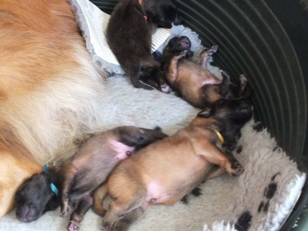 Chiots EDELWEISS
