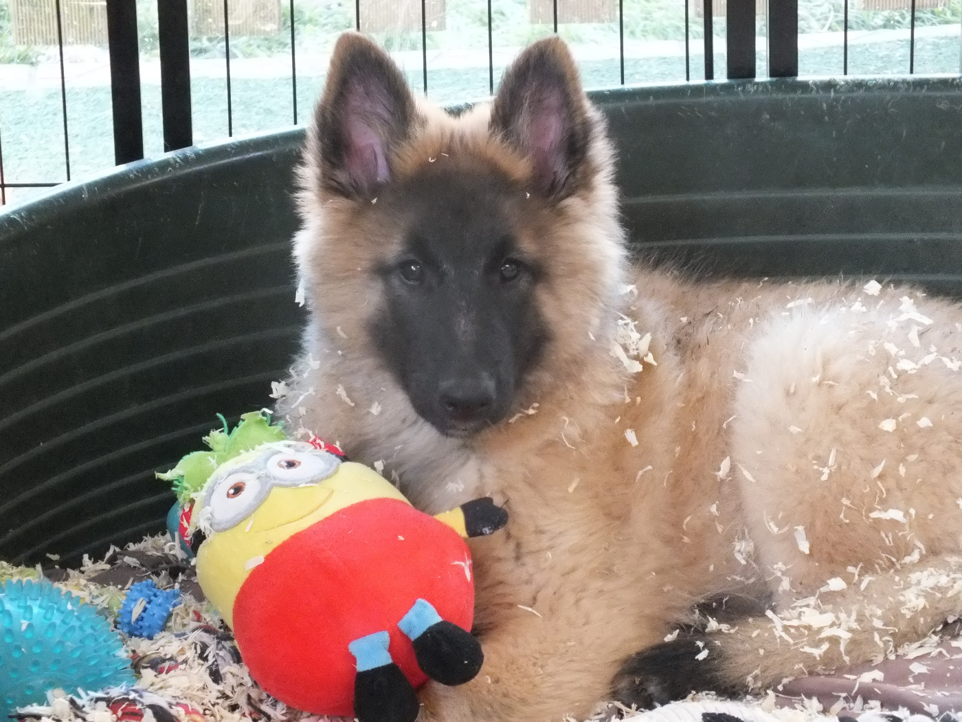 Des Colonnes De Notre Dame - Chiots disponibles - Berger Belge