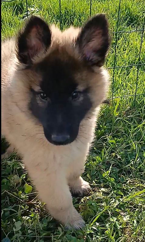 Des Colonnes De Notre Dame - Chiots disponibles - Berger Belge