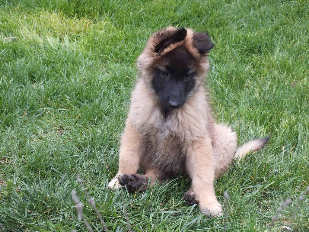 Chiot Berger Belge Des Colonnes De Notre Dame