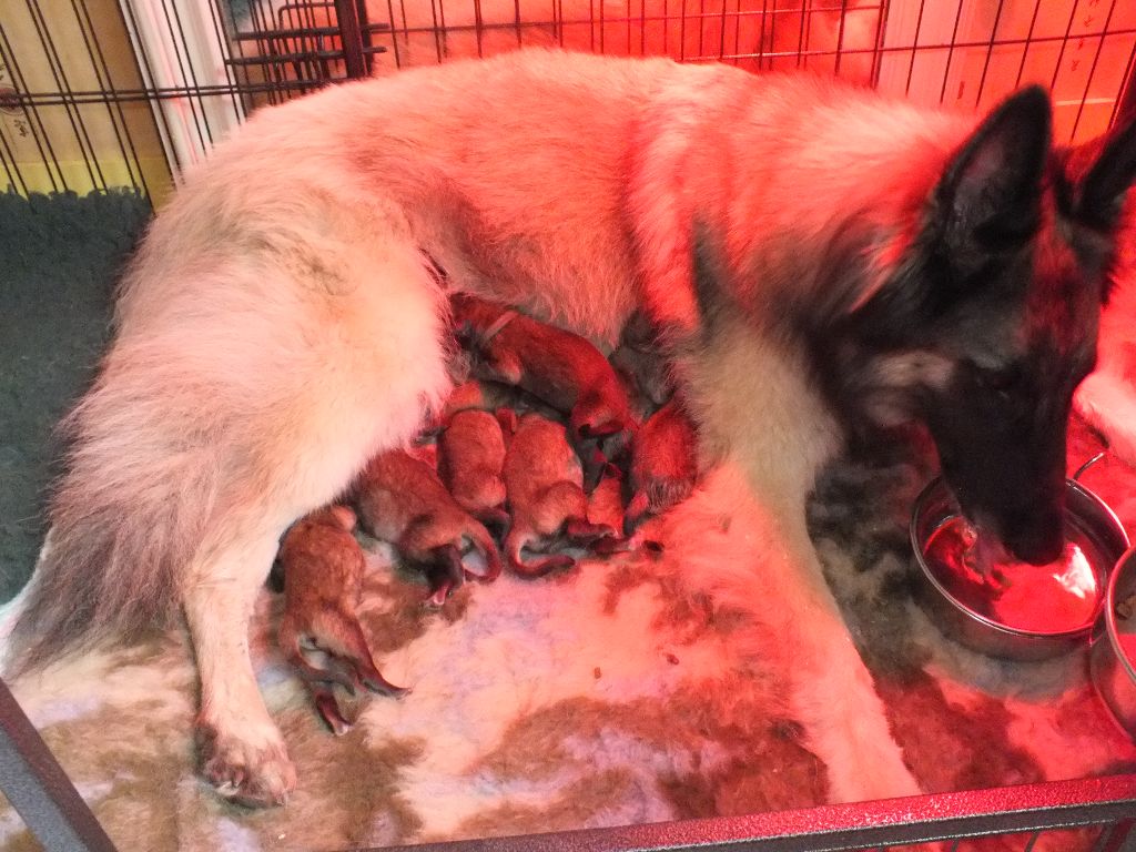 Chiot Berger Belge Des Colonnes De Notre Dame