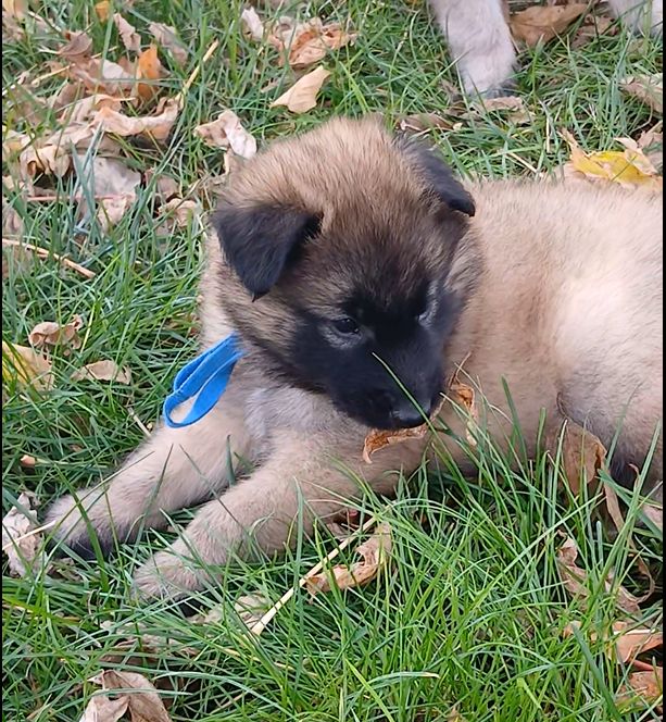 Des Colonnes De Notre Dame - Chiots disponibles - Berger Belge