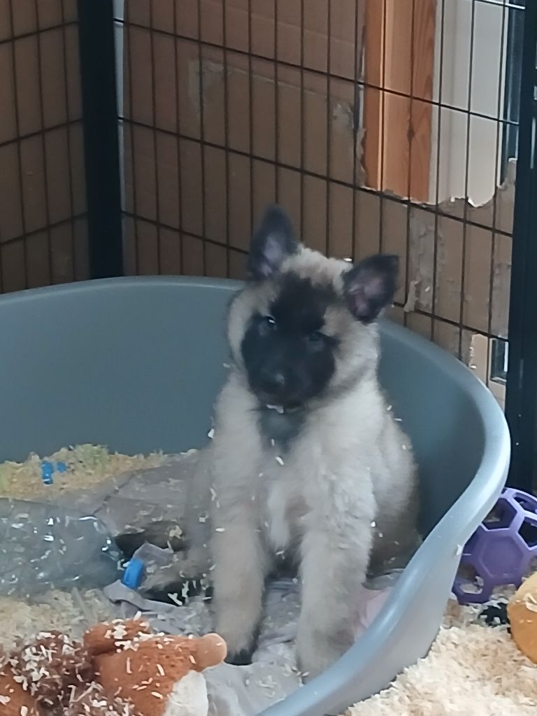 Des Colonnes De Notre Dame - Chiots disponibles - Berger Belge