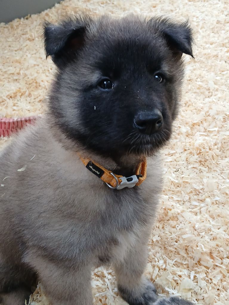 Des Colonnes De Notre Dame - Chiots disponibles - Berger Belge